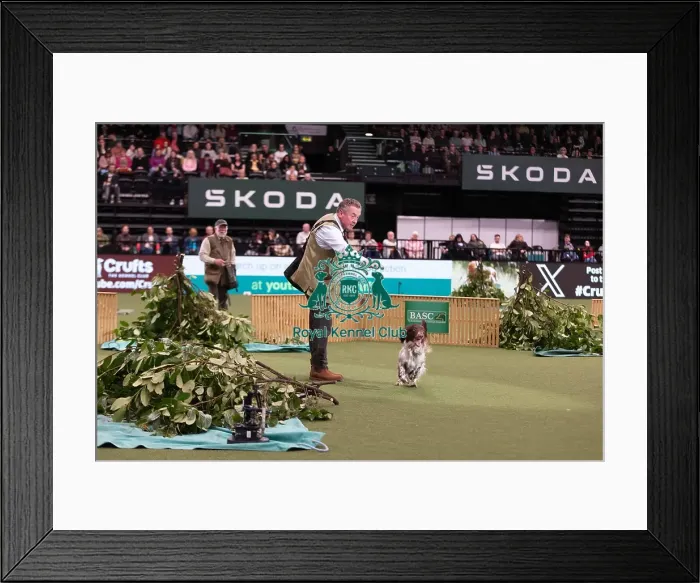 Framed Print : D-C-D-0-1-9-0 Crufts 2024 NEC Birmingham Day 2 Framed Print : D-C-D-0-1-9-0 Crufts 2024 NEC Birmingham Day 2