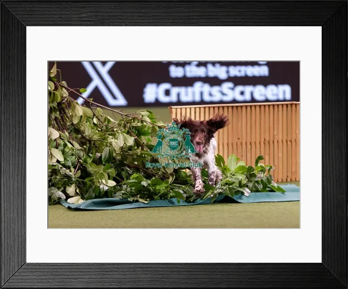 Framed Print : D-C-D-0-1-9-0 Crufts 2024 NEC Birmingham Day 2 Framed Print : D-C-D-0-1-9-0 Crufts 2024 NEC Birmingham Day 2