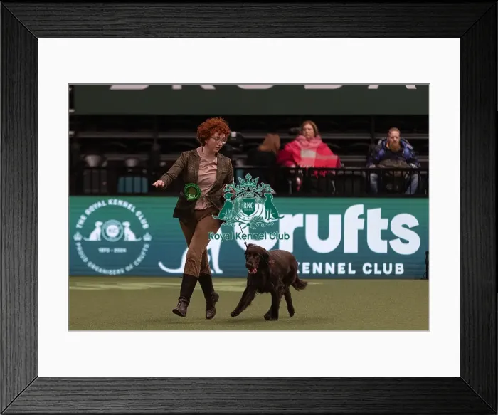 Framed Print : D-C-D-0-1-9-0 Crufts 2024 NEC Birmingham Gundog Framed Print : D-C-D-0-1-9-0 Crufts 2024 NEC Birmingham Gundog