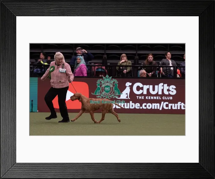 Framed Print : D-C-D-0-1-9-0 Crufts 2024 NEC Birmingham Gundog Framed Print : D-C-D-0-1-9-0 Crufts 2024 NEC Birmingham Gundog