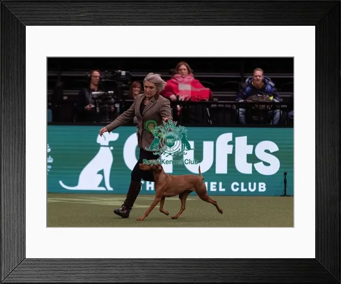 Framed Print : D-C-D-0-1-9-0 Crufts 2024 NEC Birmingham Gundog Framed Print : D-C-D-0-1-9-0 Crufts 2024 NEC Birmingham Gundog