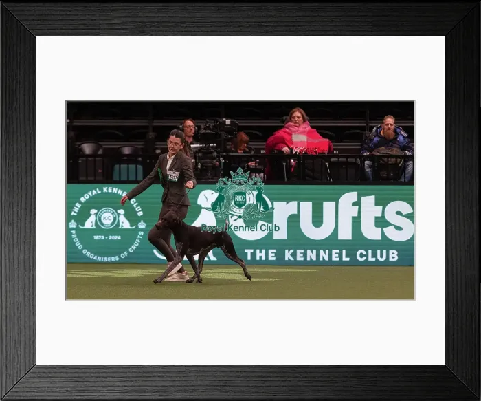 Framed Print : D-C-D-0-1-9-0 Crufts 2024 NEC Birmingham Gundog