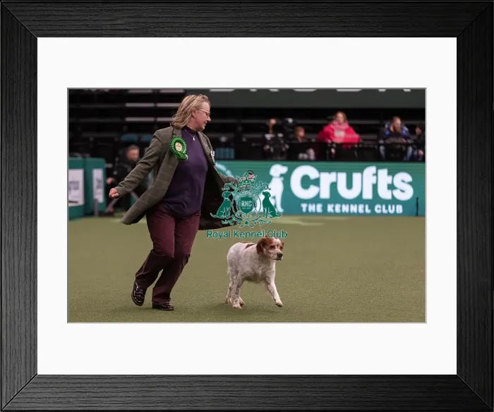 Framed Print : D-C-D-0-1-9-0 Crufts 2024 NEC Birmingham Gundog Framed Print : D-C-D-0-1-9-0 Crufts 2024 NEC Birmingham Gundog