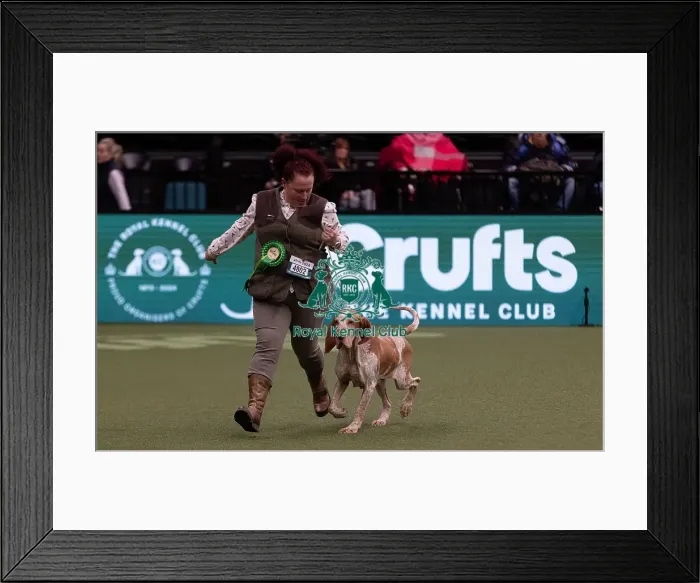 Framed Print : D-C-D-0-1-9-0 Crufts 2024 NEC Birmingham Gundog Framed Print : D-C-D-0-1-9-0 Crufts 2024 NEC Birmingham Gundog