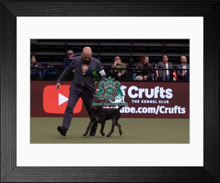 Framed Print : D-C-D-0-1-9-0 Crufts 2024 NEC Birmingham Gundog Framed Print : D-C-D-0-1-9-0 Crufts 2024 NEC Birmingham Gundog