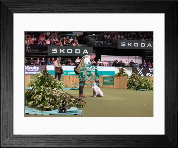 Framed Print : D-C-D-0-1-9-0 Crufts 2024 NEC Birmingham Day 2 Framed Print : D-C-D-0-1-9-0 Crufts 2024 NEC Birmingham Day 2