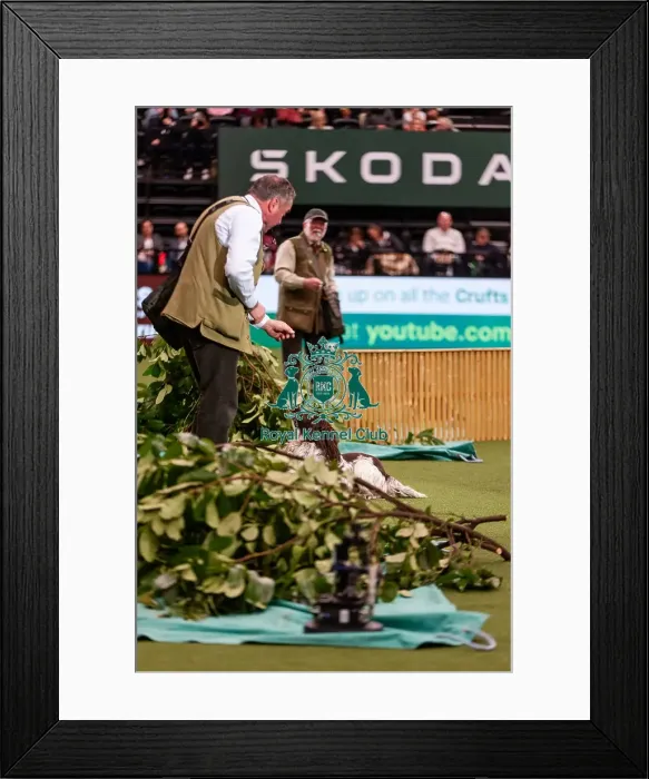Framed Print : D-C-D-0-1-9-0 Crufts 2024 NEC Birmingham Day 2 Framed Print : D-C-D-0-1-9-0 Crufts 2024 NEC Birmingham Day 2