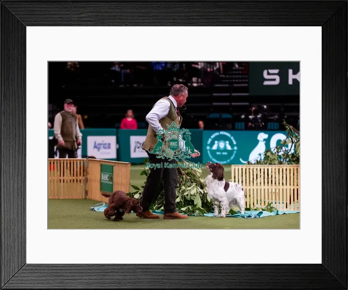Framed Print : D-C-D-0-1-9-0 Crufts 2024 NEC Birmingham Day 2 Framed Print : D-C-D-0-1-9-0 Crufts 2024 NEC Birmingham Day 2