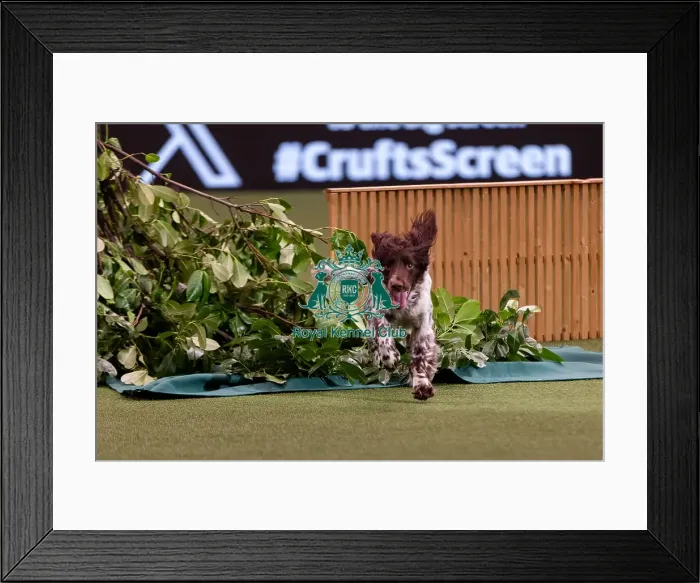 Framed Print : D-C-D-0-1-9-0 Crufts 2024 NEC Birmingham Day 2 Framed Print : D-C-D-0-1-9-0 Crufts 2024 NEC Birmingham Day 2