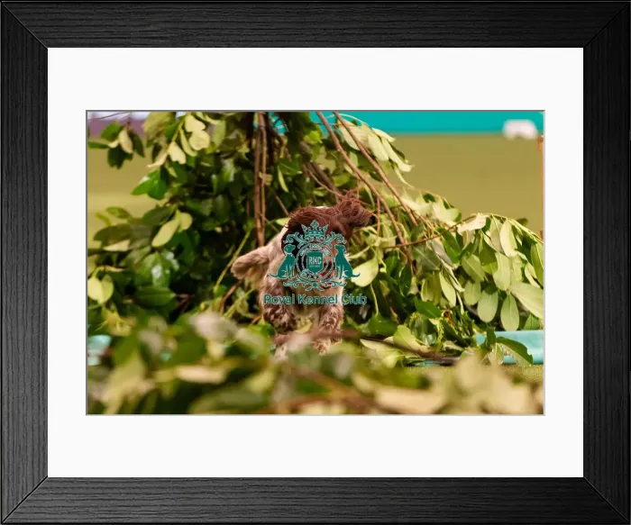 Framed Print : D-C-D-0-1-9-0 Crufts 2024 NEC Birmingham Day 2 Framed Print : D-C-D-0-1-9-0 Crufts 2024 NEC Birmingham Day 2