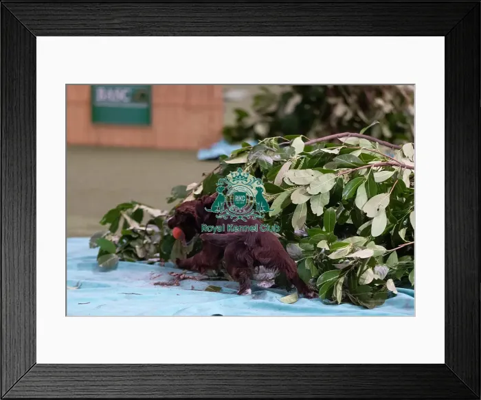 Framed Print : D-C-D-0-1-9-0 Crufts 2024 NEC Birmingham Day 2
