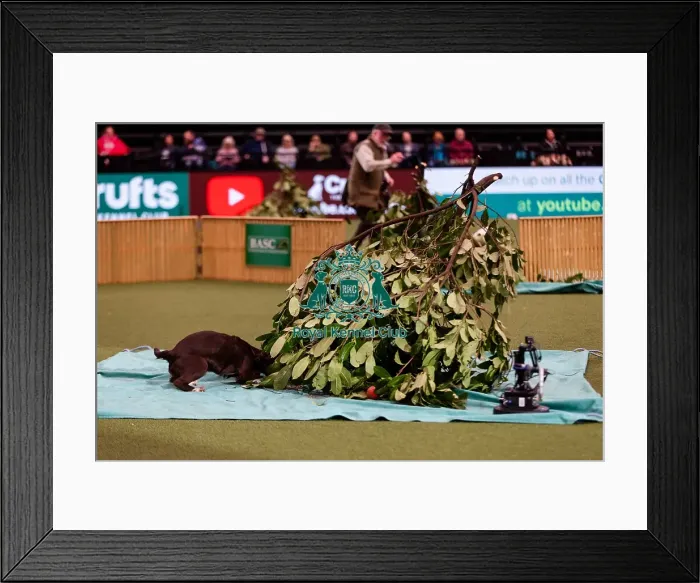 Framed Print : D-C-D-0-1-9-0 Crufts 2024 NEC Birmingham Day 2 Framed Print : D-C-D-0-1-9-0 Crufts 2024 NEC Birmingham Day 2