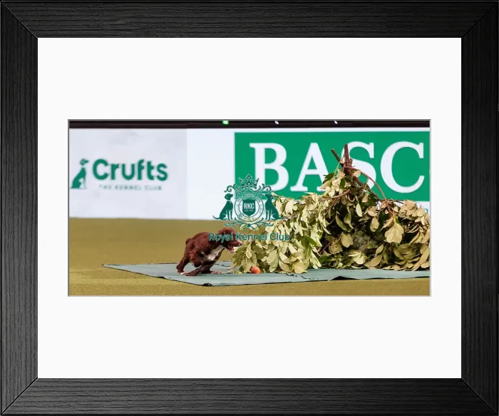 Framed Print : D-C-D-0-1-9-0 Crufts 2024 NEC Birmingham Day 2 Framed Print : D-C-D-0-1-9-0 Crufts 2024 NEC Birmingham Day 2