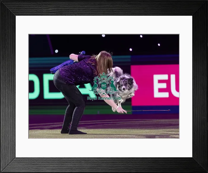 Framed Print : D-C-D-0-1-9-0 Crufts 2024 NEC Birmingham Day 2 Framed Print : D-C-D-0-1-9-0 Crufts 2024 NEC Birmingham Day 2