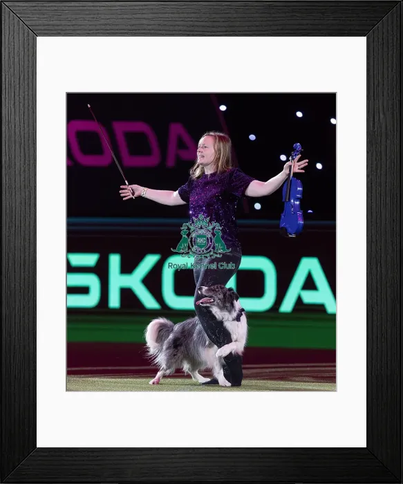Framed Print : D-C-D-0-1-9-0 Crufts 2024 NEC Birmingham Day 2 Framed Print : D-C-D-0-1-9-0 Crufts 2024 NEC Birmingham Day 2