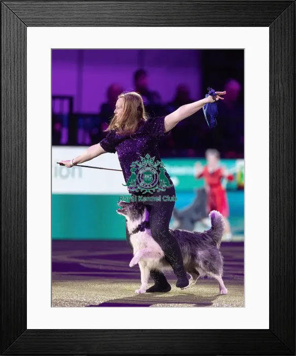 Framed Print : D-C-D-0-1-9-0 Crufts 2024 NEC Birmingham Day 2 Framed Print : D-C-D-0-1-9-0 Crufts 2024 NEC Birmingham Day 2