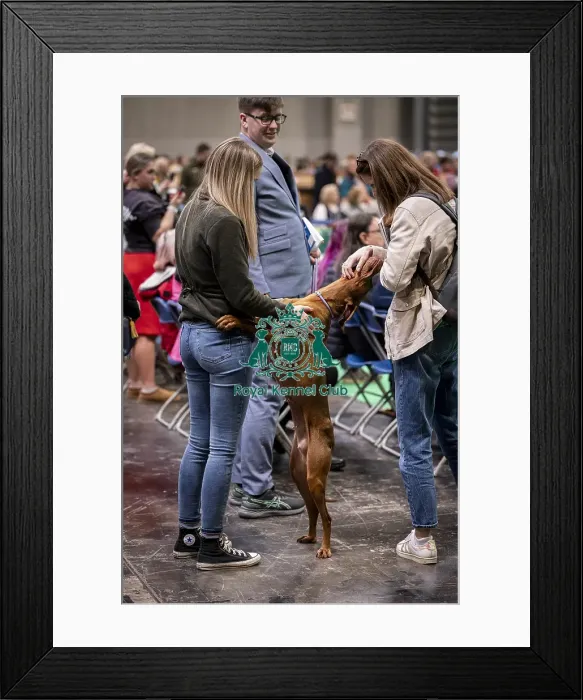 Framed Print : D-C-D-0-1-9-0 Crufts 2024 NEC Birmingham Day 2 Framed Print : D-C-D-0-1-9-0 Crufts 2024 NEC Birmingham Day 2