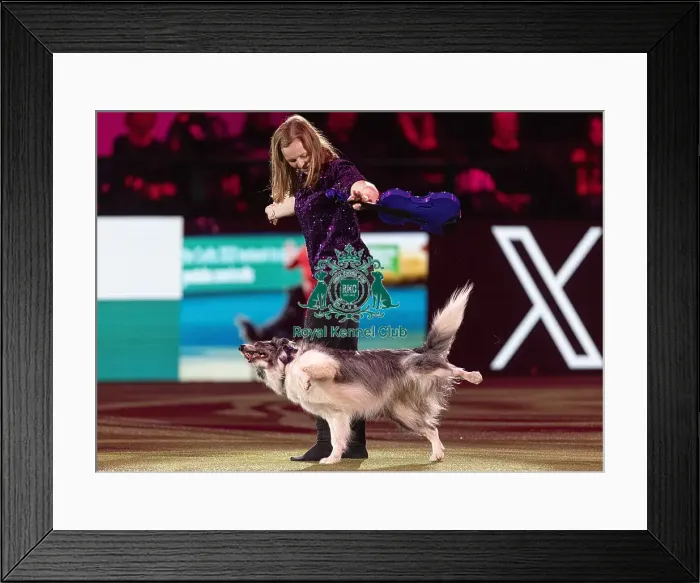 Framed Print : D-C-D-0-1-9-0 Crufts 2024 NEC Birmingham Day 2 Framed Print : D-C-D-0-1-9-0 Crufts 2024 NEC Birmingham Day 2