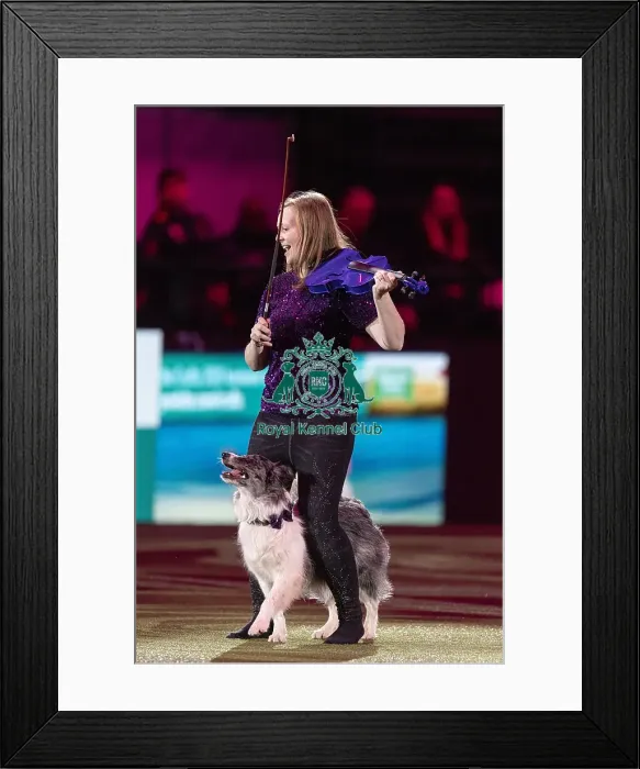 Framed Print : D-C-D-0-1-9-0 Crufts 2024 NEC Birmingham Day 2 Framed Print : D-C-D-0-1-9-0 Crufts 2024 NEC Birmingham Day 2