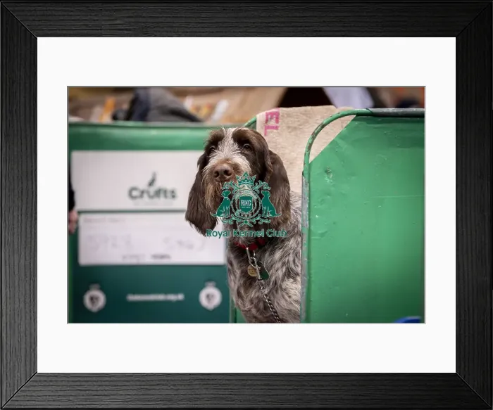 Framed Print : D-C-D-0-1-9-0 Crufts 2024 NEC Birmingham Day 2 Framed Print : D-C-D-0-1-9-0 Crufts 2024 NEC Birmingham Day 2
