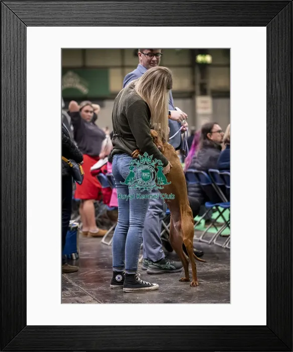 Framed Print : D-C-D-0-1-9-0 Crufts 2024 NEC Birmingham Day 2
