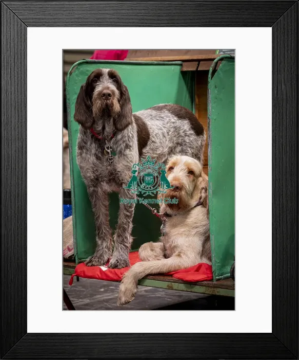 Framed Print : D-C-D-0-1-9-0 Crufts 2024 NEC Birmingham Day 2 Framed Print : D-C-D-0-1-9-0 Crufts 2024 NEC Birmingham Day 2