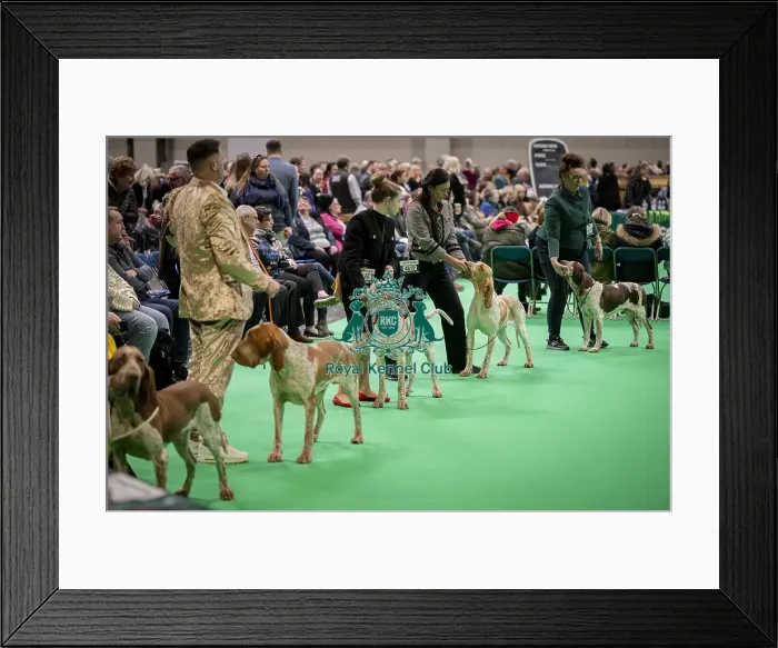 Framed Print : D-C-D-0-1-9-0 Crufts 2024 NEC Birmingham Day 2 Framed Print : D-C-D-0-1-9-0 Crufts 2024 NEC Birmingham Day 2