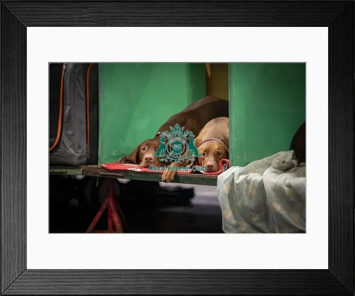 Framed Print : D-C-D-0-1-9-0 Crufts 2024 NEC Birmingham Day 2