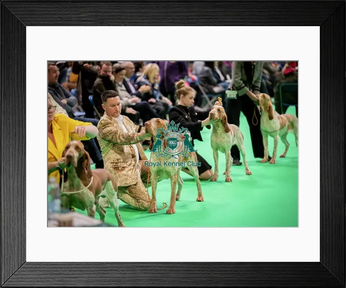 Framed Print : D-C-D-0-1-9-0 Crufts 2024 NEC Birmingham Day 2 Framed Print : D-C-D-0-1-9-0 Crufts 2024 NEC Birmingham Day 2