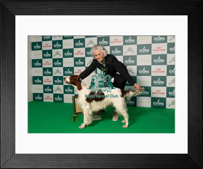Framed Print : D-C-D-0-1-9-0 Crufts 2024 NEC Birmingham Gundog