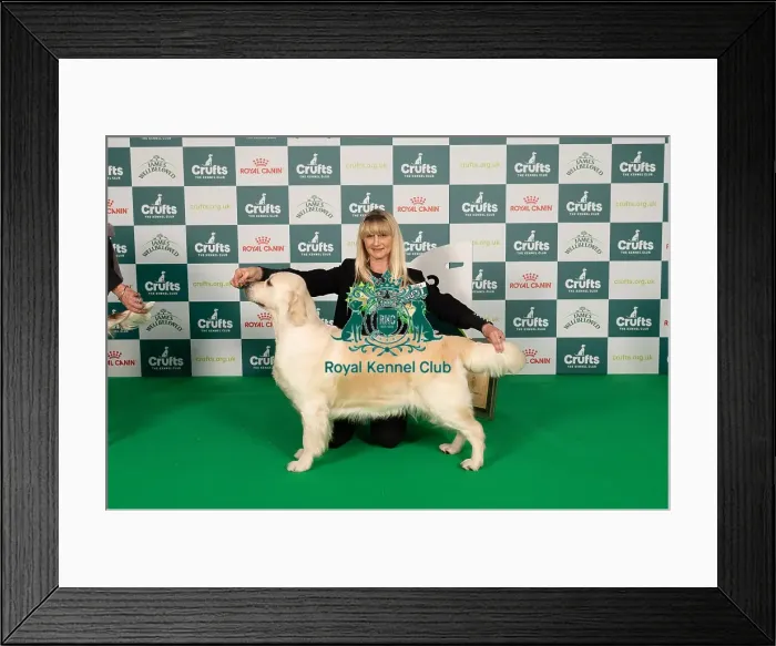 Framed Print : D-C-D-0-1-9-0 Crufts 2024 NEC Birmingham Gundog Framed Print : D-C-D-0-1-9-0 Crufts 2024 NEC Birmingham Gundog