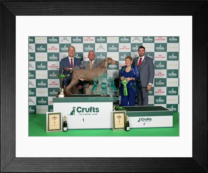 Framed Print : D-C-D-0-1-9-0 Crufts 2024 NEC Birmingham Gundog