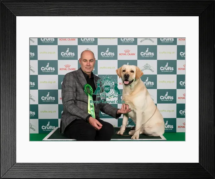 Framed Print : D-C-D-0-1-9-0 Crufts 2024 NEC Birmingham Gundog