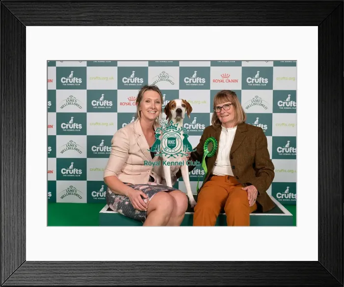 Framed Print : D-C-D-0-1-9-0 Crufts 2024 NEC Birmingham Gundog