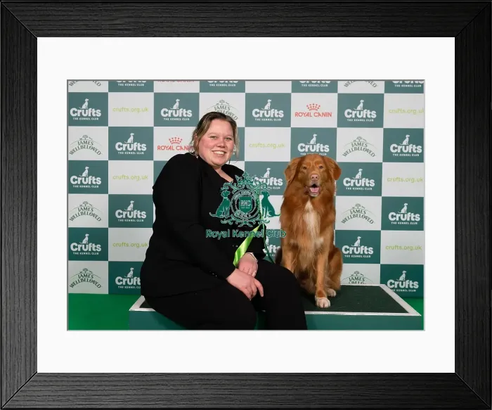 Framed Print : D-C-D-0-1-9-0 Crufts 2024 NEC Birmingham Gundog Framed Print : D-C-D-0-1-9-0 Crufts 2024 NEC Birmingham Gundog