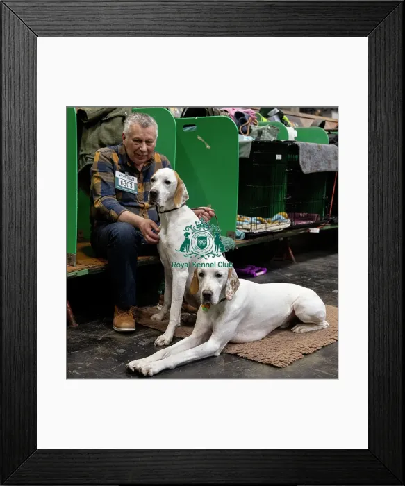 Framed Print : D-C-D-0-1-9-0 Crufts 2024 NEC Birmingham Day 2 Framed Print : D-C-D-0-1-9-0 Crufts 2024 NEC Birmingham Day 2