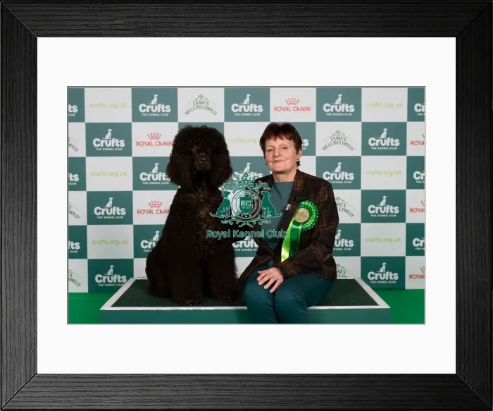 Framed Print : D-C-D-0-1-9-0 Crufts 2024 NEC Birmingham Gundog