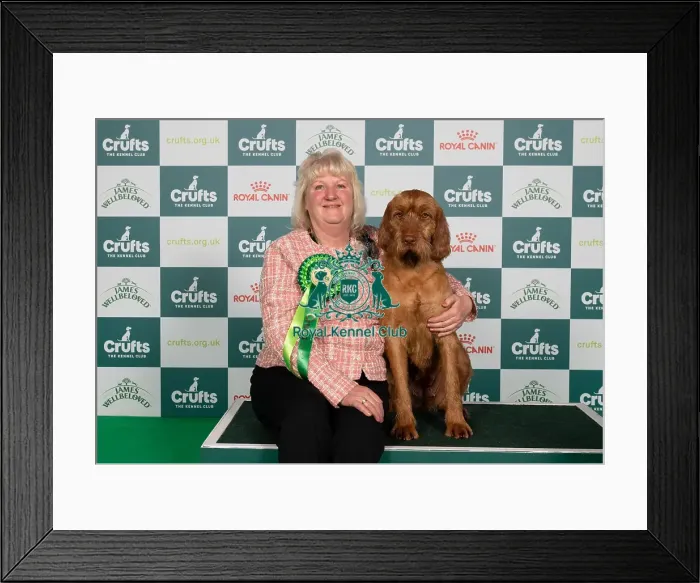 Framed Print : D-C-D-0-1-9-0 Crufts 2024 NEC Birmingham Gundog Framed Print : D-C-D-0-1-9-0 Crufts 2024 NEC Birmingham Gundog