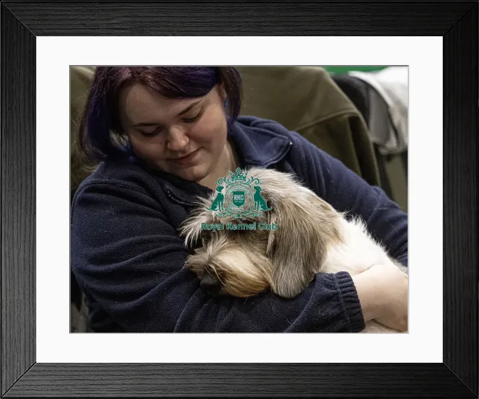 Framed Print : D-C-D-0-1-9-0 Crufts 2024 NEC Birmingham Day 2 Framed Print : D-C-D-0-1-9-0 Crufts 2024 NEC Birmingham Day 2