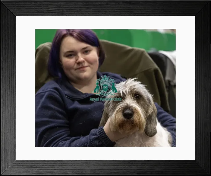 Framed Print : D-C-D-0-1-9-0 Crufts 2024 NEC Birmingham Day 2 Framed Print : D-C-D-0-1-9-0 Crufts 2024 NEC Birmingham Day 2