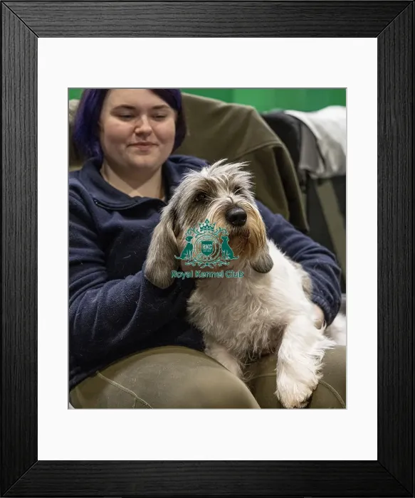 Framed Print : D-C-D-0-1-9-0 Crufts 2024 NEC Birmingham Day 2 Framed Print : D-C-D-0-1-9-0 Crufts 2024 NEC Birmingham Day 2