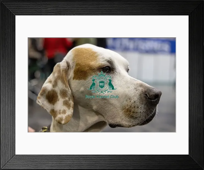 Framed Print : D-C-D-0-1-9-0 Crufts 2024 NEC Birmingham Day 2 Framed Print : D-C-D-0-1-9-0 Crufts 2024 NEC Birmingham Day 2