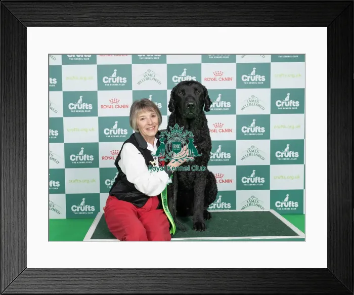 Framed Print : D-C-D-0-1-9-0 Crufts 2024 NEC Birmingham Gundog