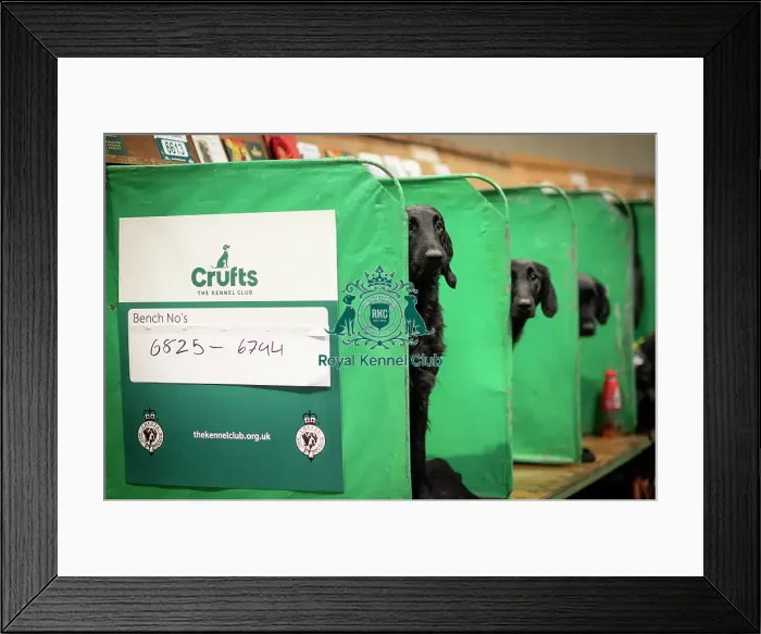 Framed Print : D-C-D-0-1-9-0 Crufts 2024 NEC Birmingham Day 2