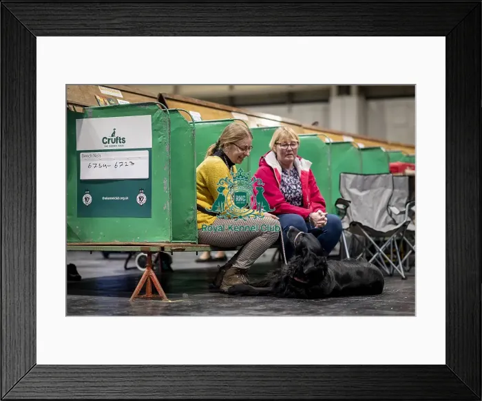 Framed Print : D-C-D-0-1-9-0 Crufts 2024 NEC Birmingham Day 2
