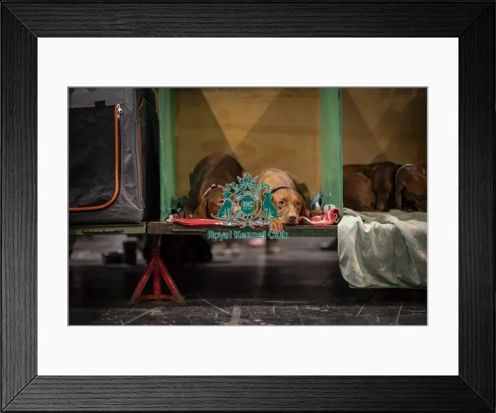 Framed Print : D-C-D-0-1-9-0 Crufts 2024 NEC Birmingham Day 2