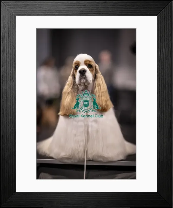 Framed Print : D-C-D-0-1-9-0 Crufts 2024 NEC Birmingham Day 2 Framed Print : D-C-D-0-1-9-0 Crufts 2024 NEC Birmingham Day 2