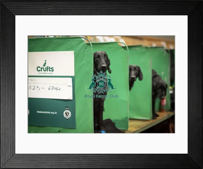 Framed Print : D-C-D-0-1-9-0 Crufts 2024 NEC Birmingham Day 2