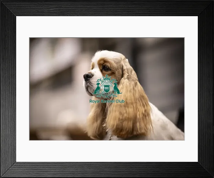 Framed Print : D-C-D-0-1-9-0 Crufts 2024 NEC Birmingham Day 2 Framed Print : D-C-D-0-1-9-0 Crufts 2024 NEC Birmingham Day 2