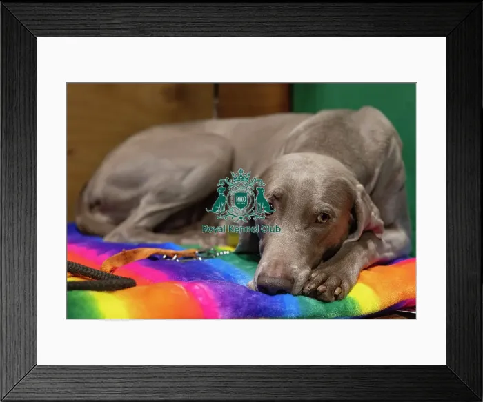 Framed Print : D-C-D-0-1-9-0 Crufts 2024 NEC Birmingham Day 2 Framed Print : D-C-D-0-1-9-0 Crufts 2024 NEC Birmingham Day 2